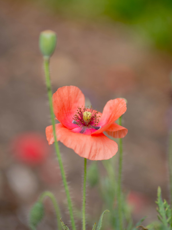 Spring flower