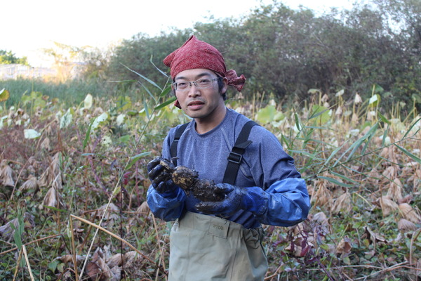 取材後に高萩さんの蓮田（はすだ）を見学に行く。今年から始めたという蓮根栽培だが、初栽培にも関わらずちゃんと蓮根は育っていた。