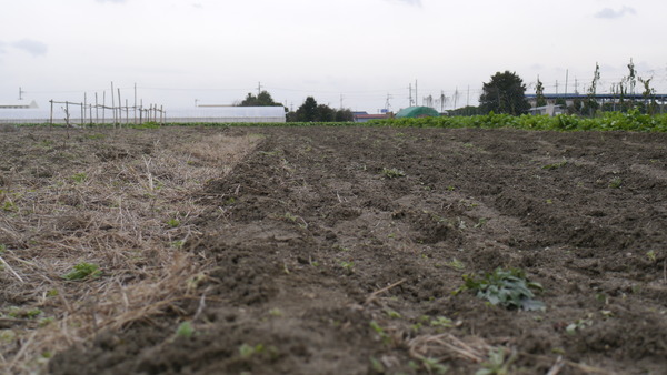 【礒崎遼太郎の農輪考】日本の伝統食を支える小麦、自給率14パーセントを考えながら育む