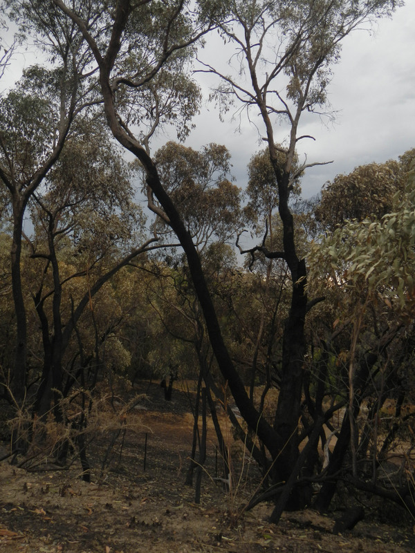 Adelaide bush fire