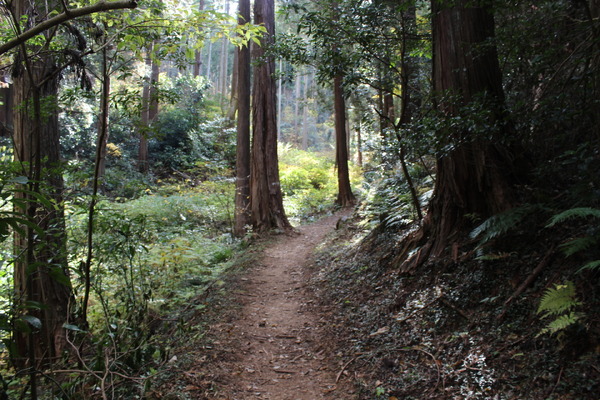 登り始めは緩やかな登山道。