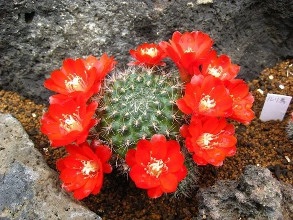サボテンパークアンドリゾートは、運営する伊豆シャボテン公園において、サボテンの花期が最盛期を迎える4月1日から5月31日まで、「第2回 伊豆高原 サボテンの花まつり」を開催する。