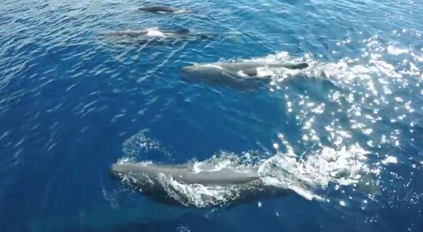 GoProがとらえた神秘、クジラの世界