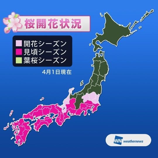 ウェザーニューズは、桜シーズン到来に向けて、桜の名所や公園などを対象とした桜の開花予想を発表した。見頃が短い桜の開花時期を事前に知ってもらうことで、“ニッポンの桜”を楽しんでもらうことを目的としている。