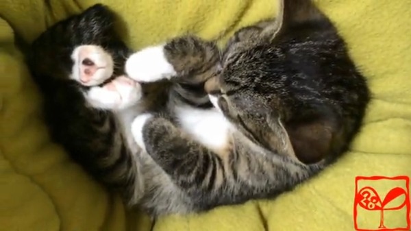 頭をなでるとすぐ寝ちゃう猫がかわいすぎる…ニコ動