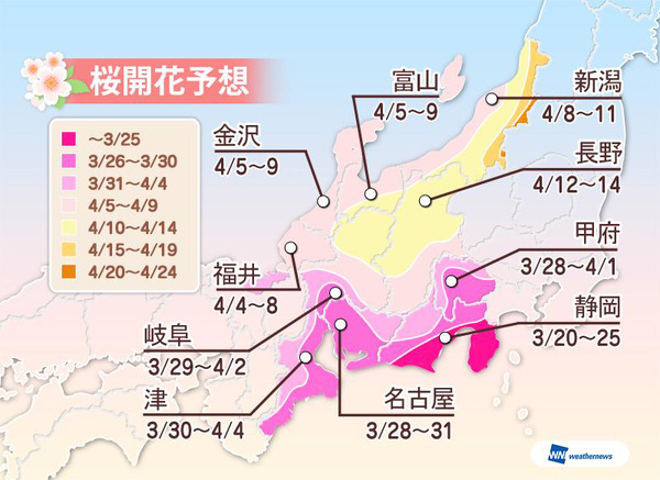 西・東日本は例年並～やや遅めの開花　ウェザーニューズ、2015年 第三回桜開花予想