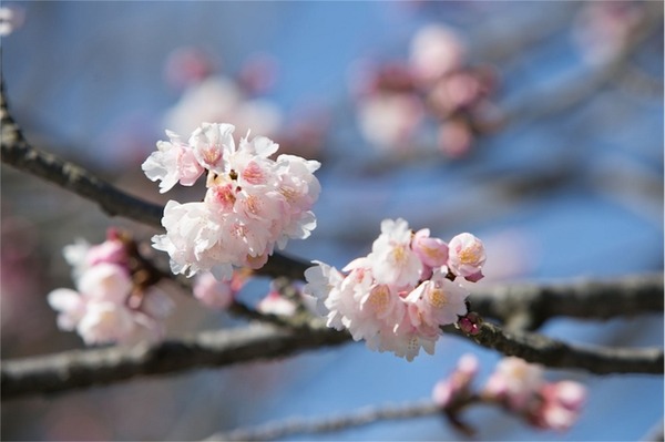 春ドライブ 桜の鎌倉