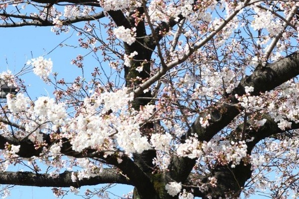 千鳥ヶ淵緑道の桜