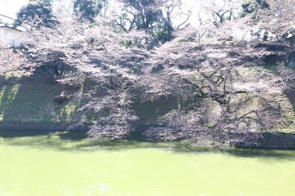 千鳥ヶ淵緑道の桜