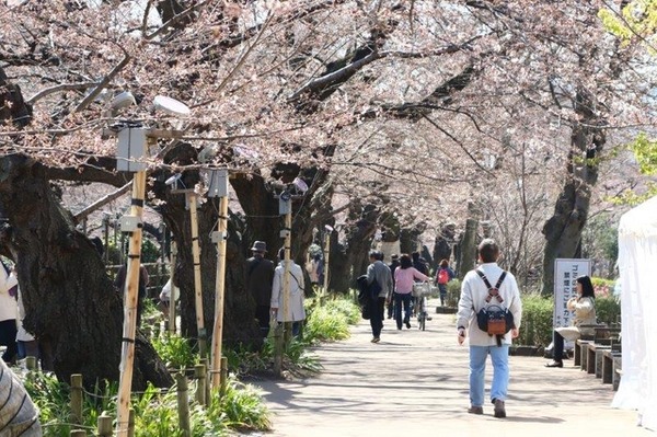 千鳥ヶ淵緑道の桜