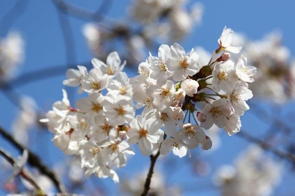 千鳥ヶ淵緑道の桜