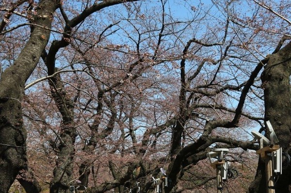 千鳥ヶ淵緑道の桜