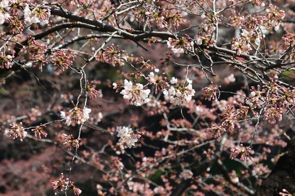 千鳥ヶ淵緑道の桜