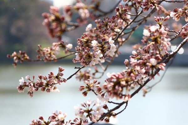 千鳥ヶ淵緑道の桜