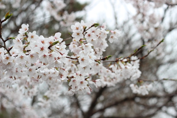 日本を代表する花・桜。この花を見ると、無性に花見をしたくなるのは、筆者だけではない筈。