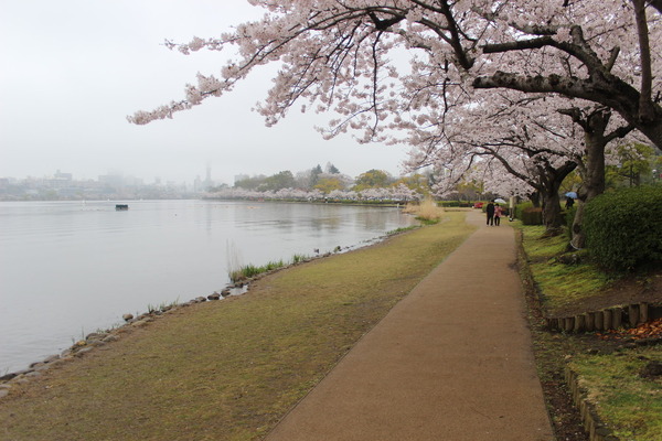 千波湖畔は遊歩道が整備されており、ジョギングやウォーキングをする人で賑わう。桜を眺めながらの散歩も乙である。