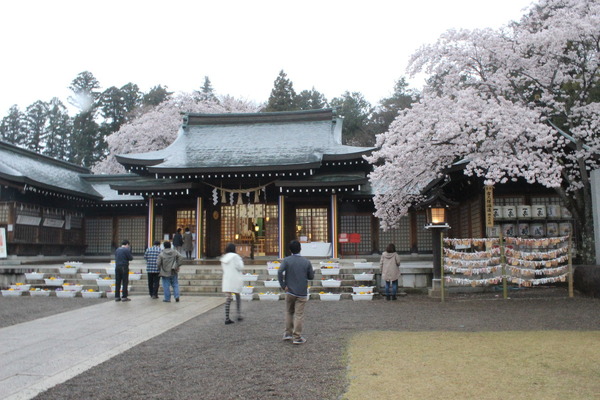 護国神社。桜と神社のコラボレーション。