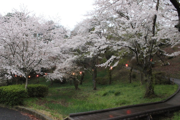 桜山公園の桜。桜の季節は桜山一帯が桜色に染まる。