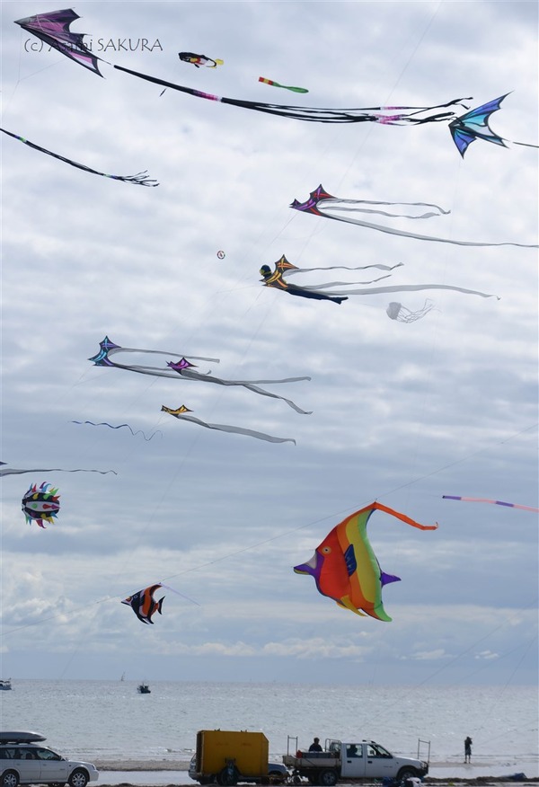 Kite internationa festival