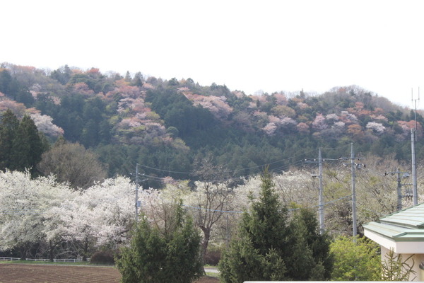 施設内から見た周辺の景色。山桜のピンクが点々としていてきれい。