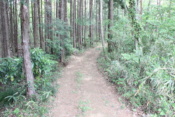 登山道が始まる。新緑が気持ちいい季節。低山にはもってこいの季節だ。