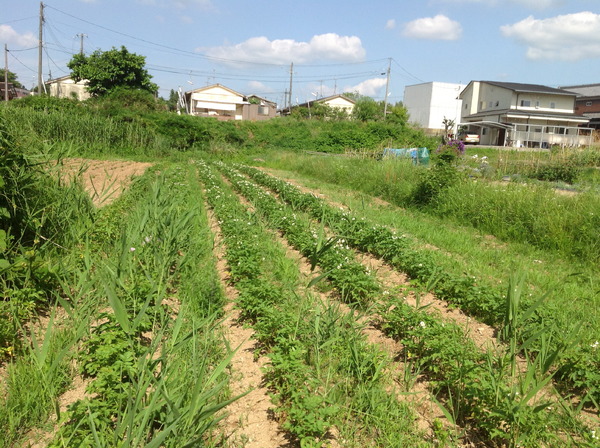 新連載【礒崎遼太郎の農輪考】地球で生きる、自然発生的な選択肢としての自転車