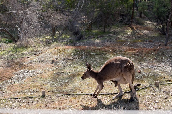 Flinders range