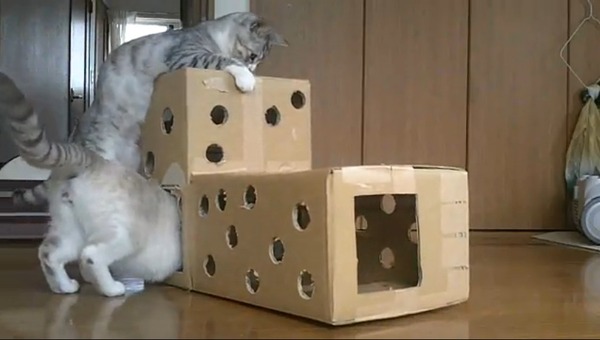 2匹の猫が穴あきダンボールで遊ぶ…ニコニコ動画