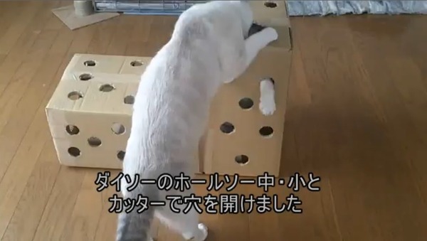 2匹の猫が穴あきダンボールで遊ぶ…ニコニコ動画