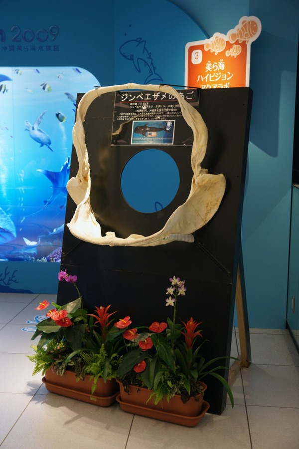 銀座ソニービルに14トンの大型水槽が登場…沖縄美ら海水族館監修「48th Sony Aquarium」