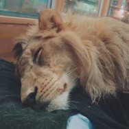 ライオンやワニがウトウト…リカバリーウエアを動物が着たら