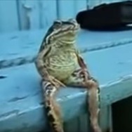 鳥獣戯画に出てきそうなカエル